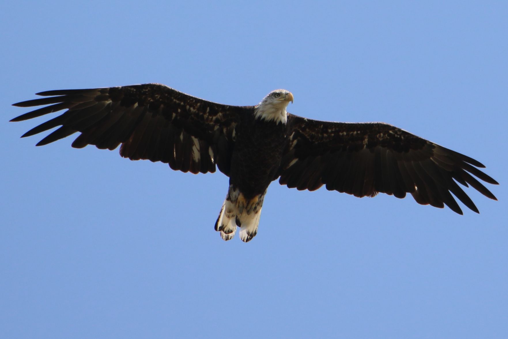Mighty Wingspan